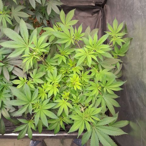Gorilla Glue #4 growlog timeline photo