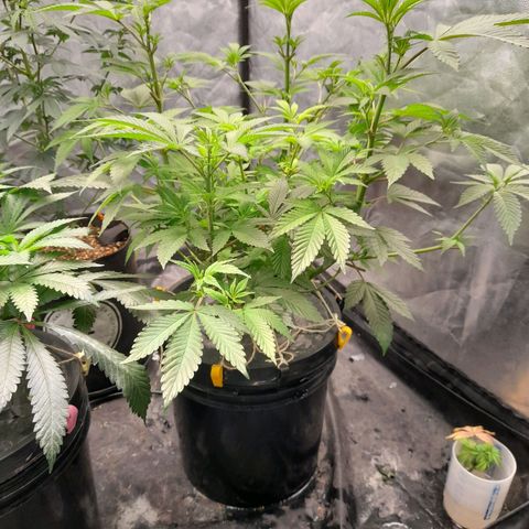 Gorilla Glue #4 growlog timeline photo