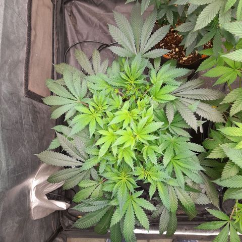Super Lemon Haze growlog timeline photo