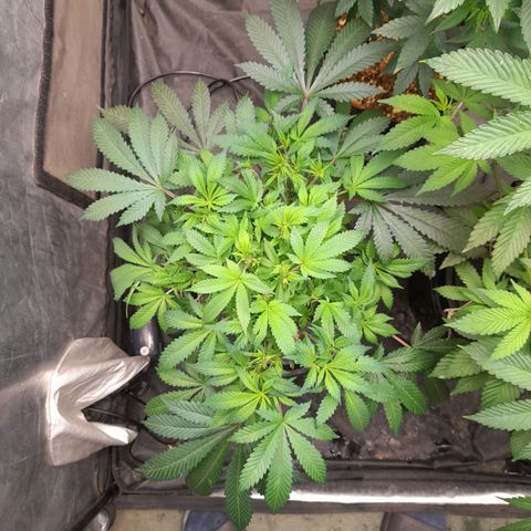 Super Lemon Haze growlog timeline photo