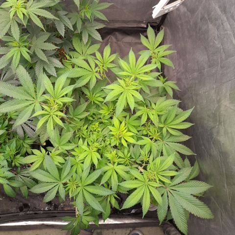 Gorilla Glue #4 growlog timeline photo
