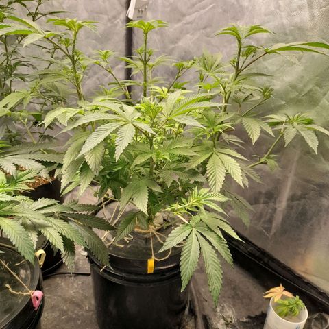 Gorilla Glue #4 growlog timeline photo