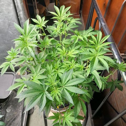 Gorilla Glue #4 growlog timeline photo