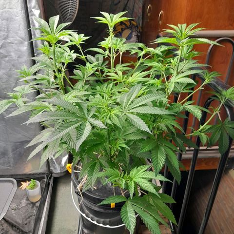 Gorilla Glue #4 growlog timeline photo