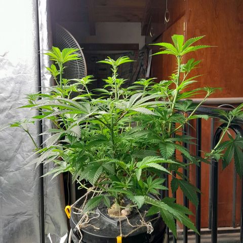 Gorilla Glue #4 growlog timeline photo