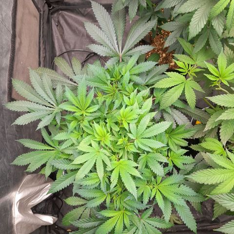 Super Lemon Haze growlog timeline photo