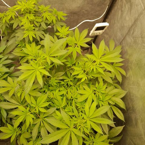 Gorilla Glue #4 growlog timeline photo