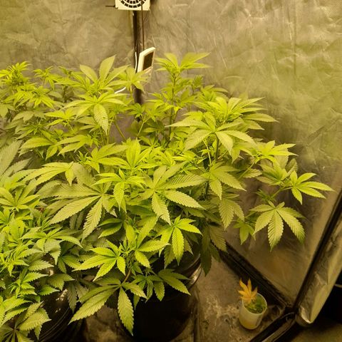Gorilla Glue #4 growlog timeline photo
