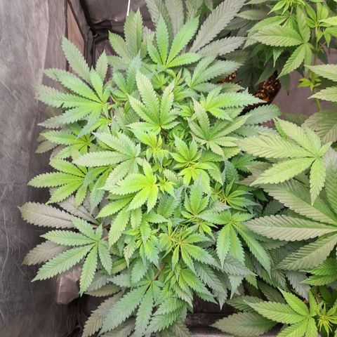 Super Lemon Haze growlog timeline photo