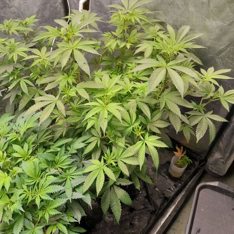 Gorilla Glue #4 growlog timeline photo