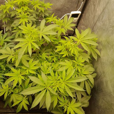Gorilla Glue #4 growlog timeline photo