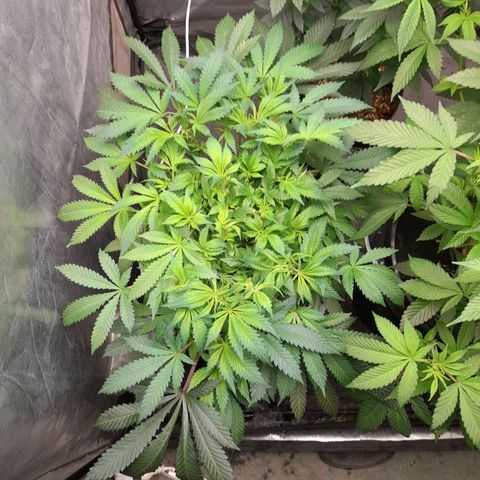 Super Lemon Haze growlog timeline photo