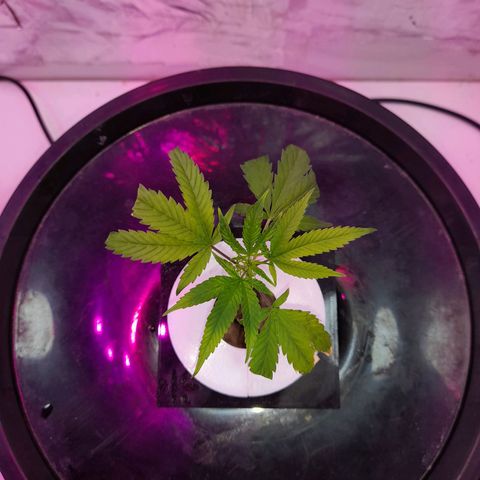 O.G. Kush growlog timeline photo