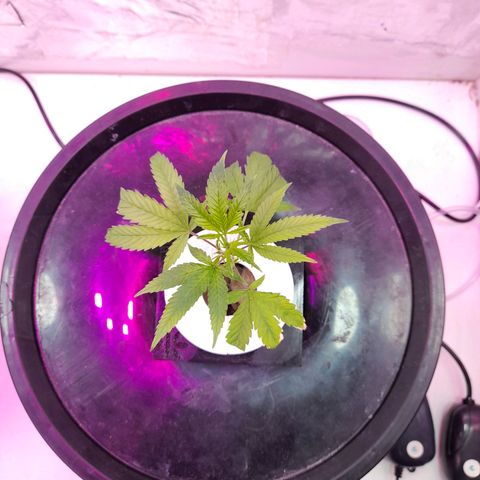 O.G. Kush growlog timeline photo