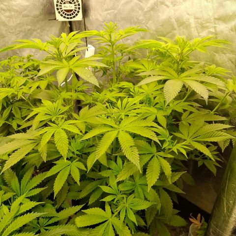 Gorilla Glue #4 growlog timeline photo