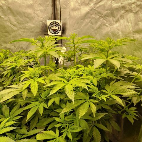 Gorilla Glue #4 growlog timeline photo