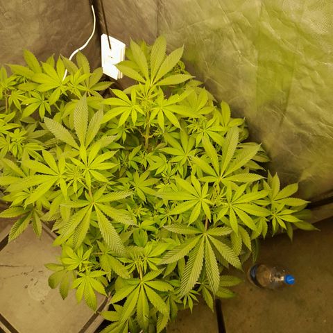 Gorilla Glue #4 growlog timeline photo