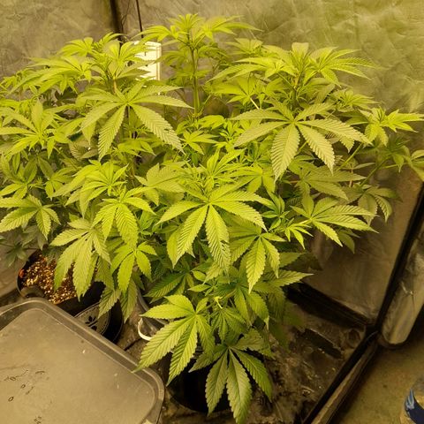 Gorilla Glue #4 growlog timeline photo