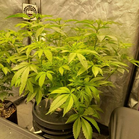 Gorilla Glue #4 growlog timeline photo