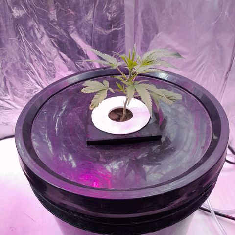 O.G. Kush growlog timeline photo