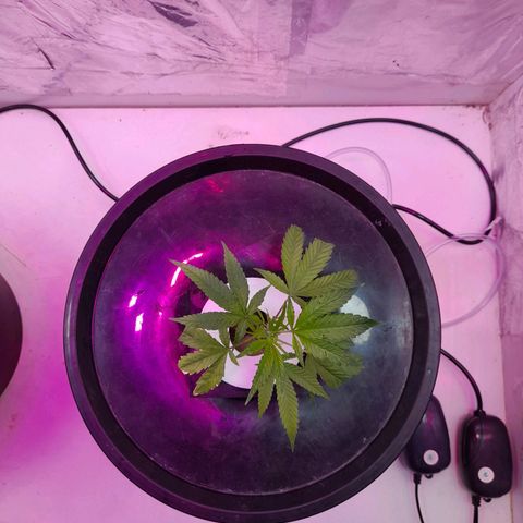 O.G. Kush growlog timeline photo