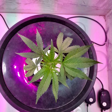 O.G. Kush growlog timeline photo