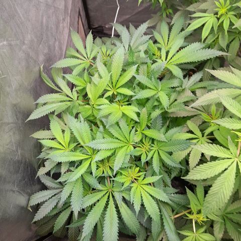 Super Lemon Haze growlog timeline photo
