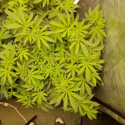 Gorilla Glue #4 growlog timeline photo