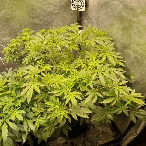 Gorilla Glue #4 growlog timeline photo