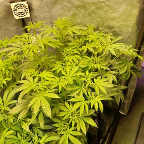 Gorilla Glue #4 growlog timeline photo