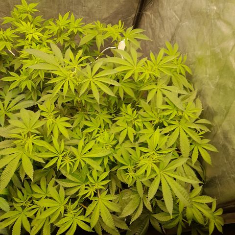 Gorilla Glue #4 growlog timeline photo