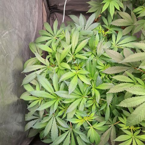 Super Lemon Haze growlog timeline photo