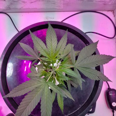 O.G. Kush growlog timeline photo