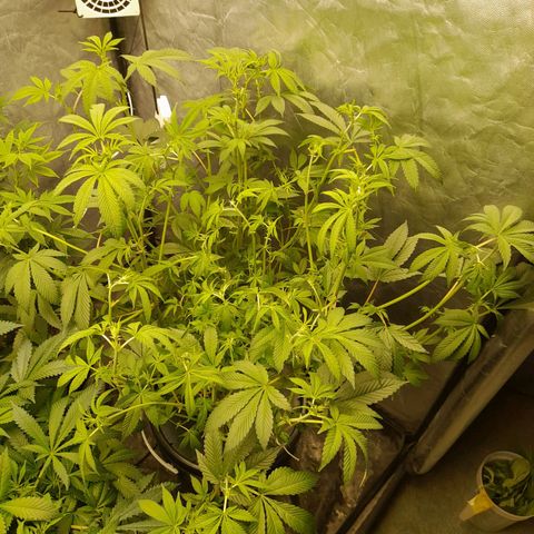 Gorilla Glue #4 growlog timeline photo