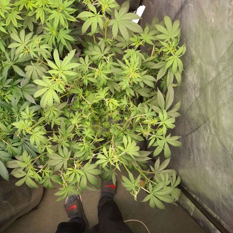 Gorilla Glue #4 growlog timeline photo