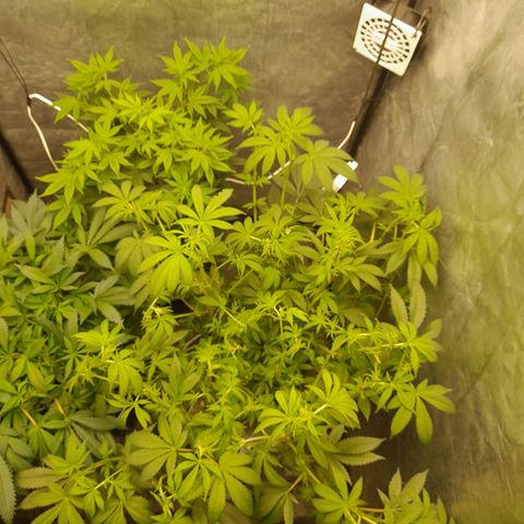 Gorilla Glue #4 growlog timeline photo