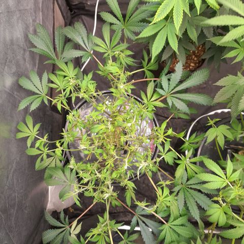 Super Lemon Haze growlog timeline photo