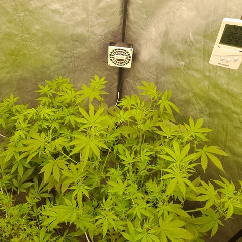 Gorilla Glue #4 growlog timeline photo