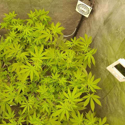 Gorilla Glue #4 growlog timeline photo