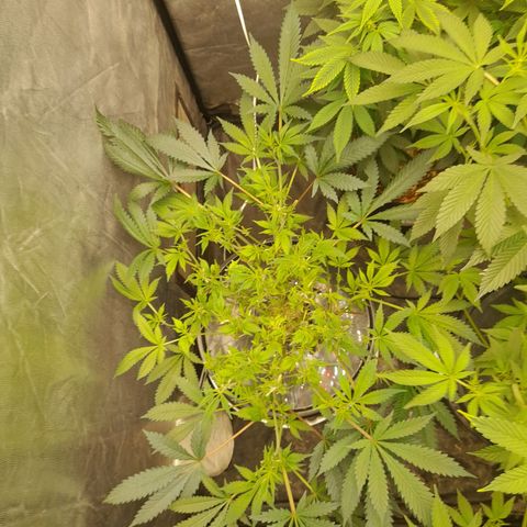 Super Lemon Haze growlog timeline photo