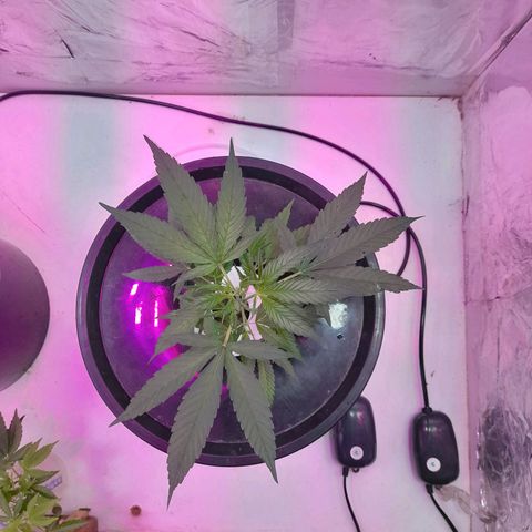 O.G. Kush growlog timeline photo