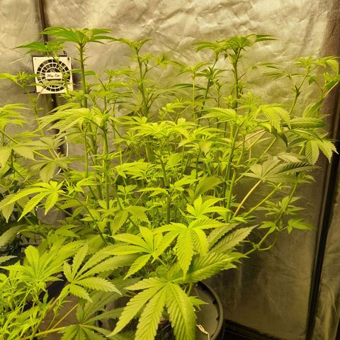 Gorilla Glue #4 growlog timeline photo