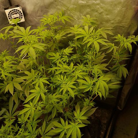 Gorilla Glue #4 growlog timeline photo