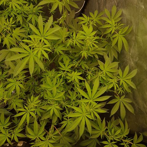 Gorilla Glue #4 growlog timeline photo