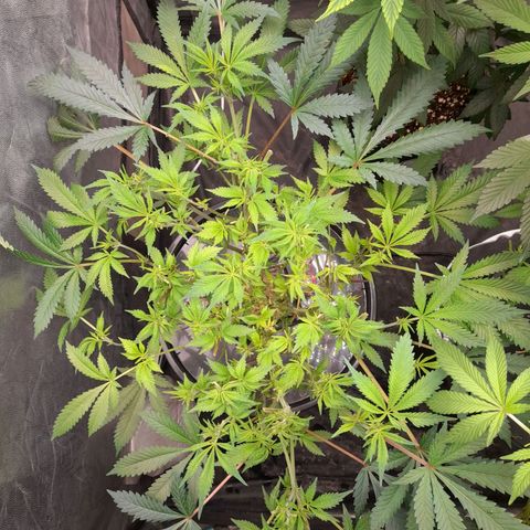 Super Lemon Haze growlog timeline photo