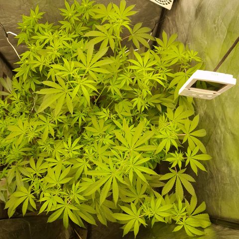 Gorilla Glue #4 growlog timeline photo