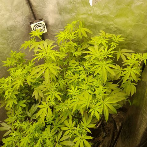 Gorilla Glue #4 growlog timeline photo