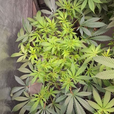 Super Lemon Haze growlog timeline photo