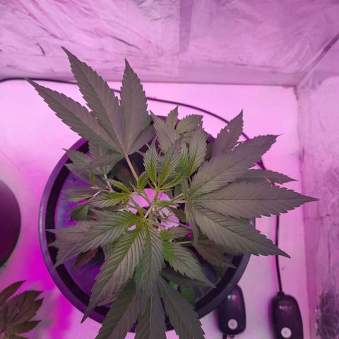 O.G. Kush growlog timeline photo