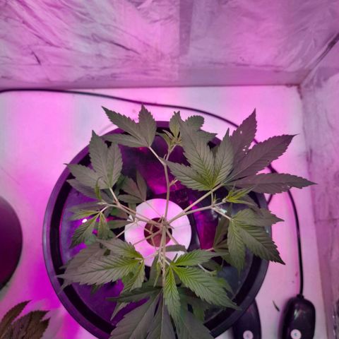 O.G. Kush growlog timeline photo